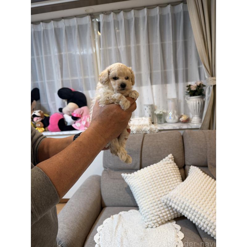 販売中の埼玉県のタイニープードル-447911の3枚目