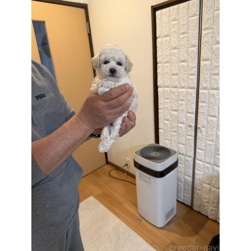 販売中の埼玉県のタイニープードル-447912