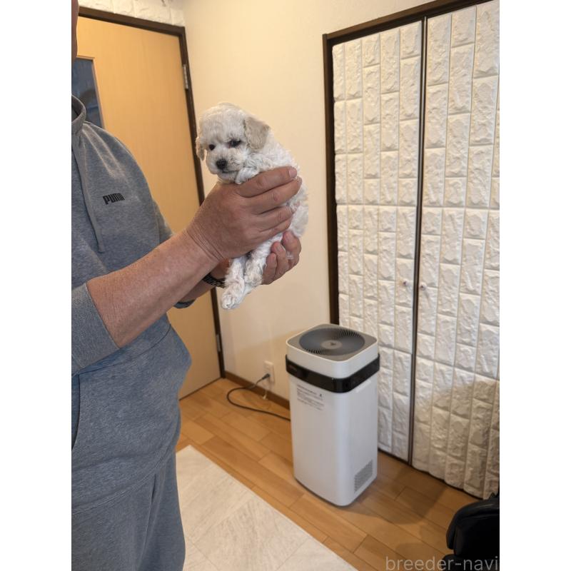 販売中の埼玉県のタイニープードル-447912の3枚目