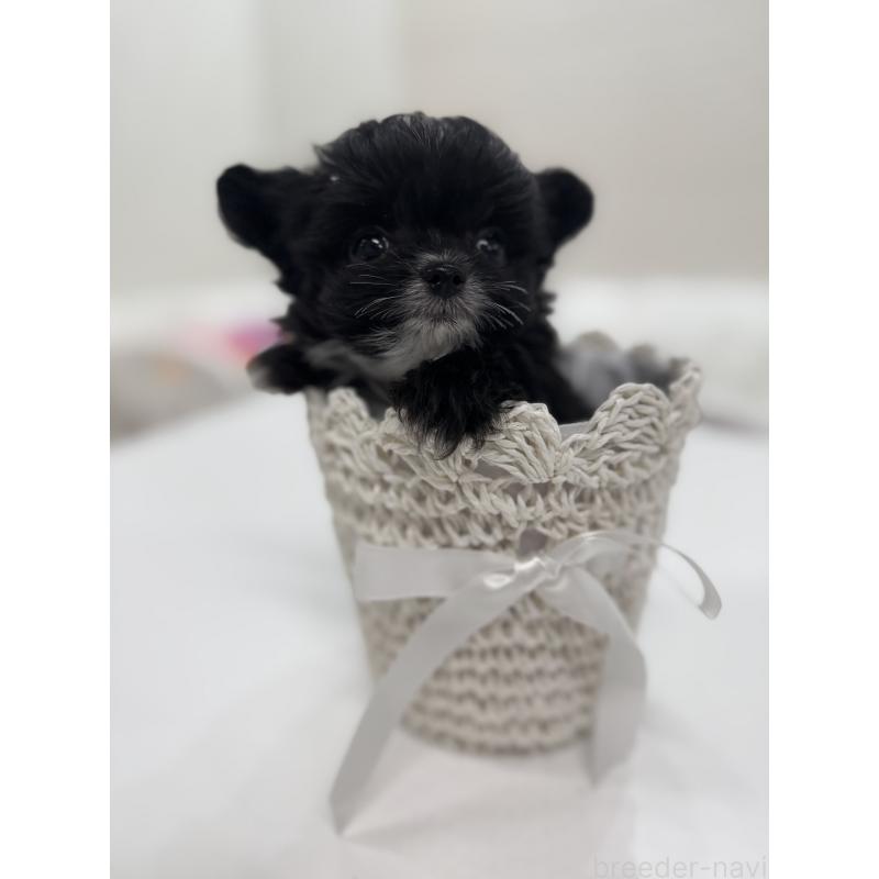 販売中の山梨県のミックス犬-447913の8枚目