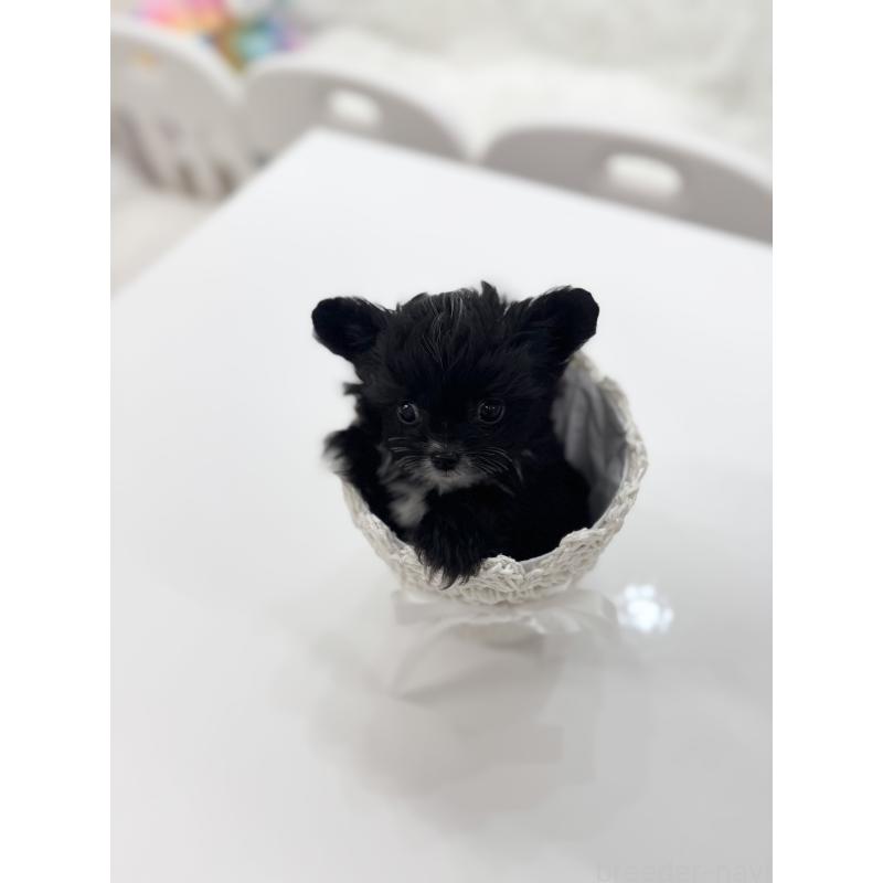 販売中の山梨県のミックス犬-447913の7枚目