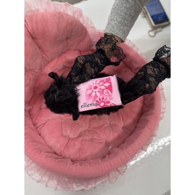 販売中の山梨県のミックス犬-447913の4枚目