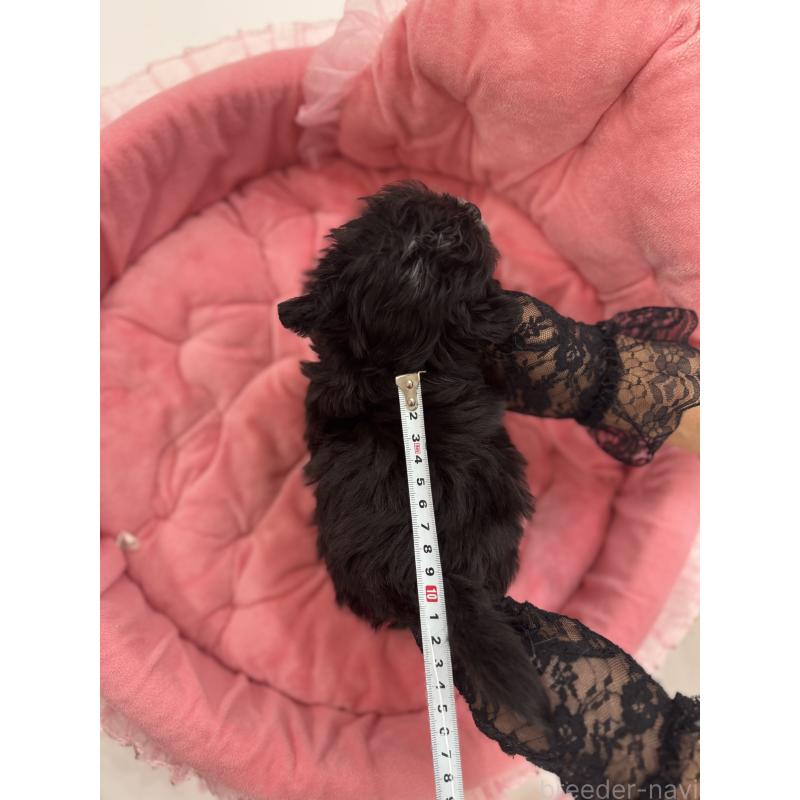 販売中の山梨県のミックス犬-447913の3枚目