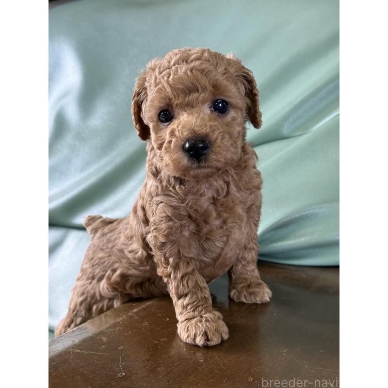 販売中の香川県のタイニープードル-447914の2枚目