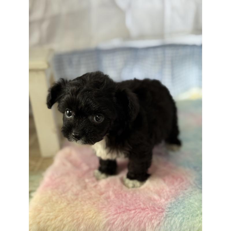 販売中の宮崎県のチワプー:チワワ×トイプードル-447915の3枚目