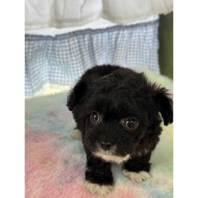 販売中の宮崎県のチワプー:チワワ×トイプードル-447915の2枚目