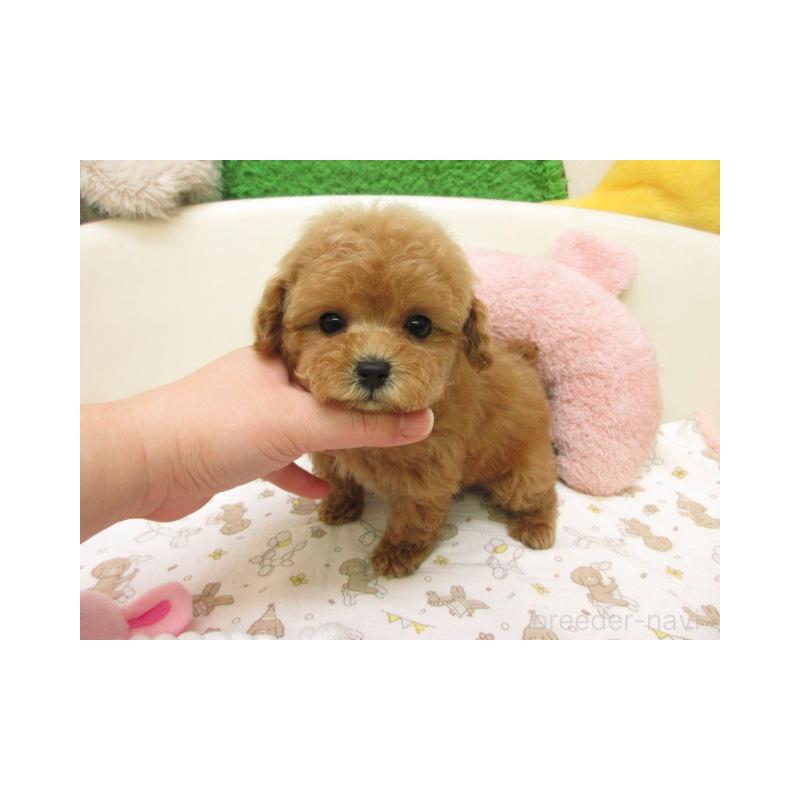 販売中の大阪府のトイプードル-447930の2枚目