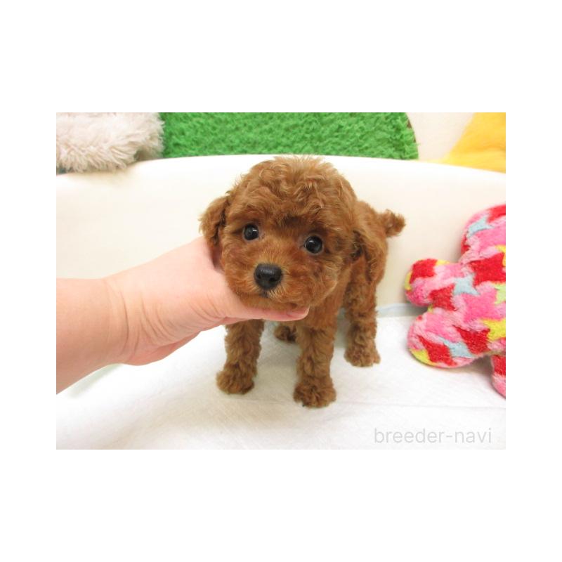 販売中の大阪府のトイプードル-447932の2枚目
