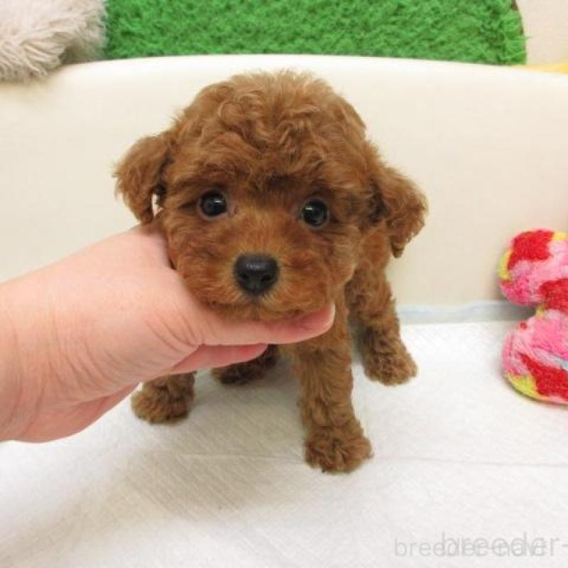 販売中の大阪府のトイプードル-447932の1枚目