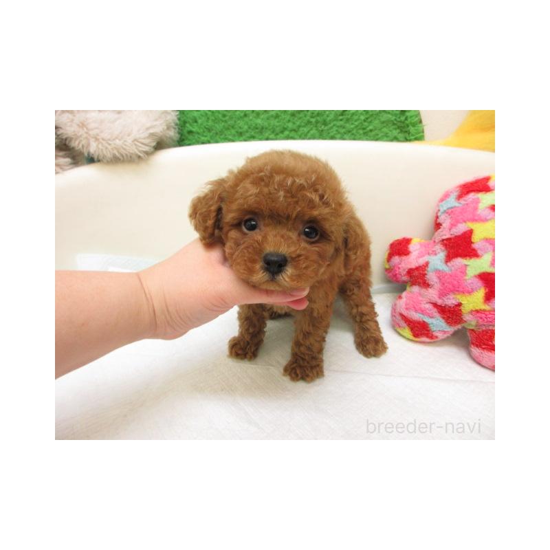 販売中の大阪府のトイプードル-447933の2枚目