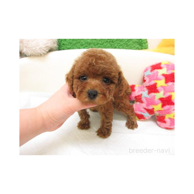 販売中の大阪府のトイプードル-447934の2枚目