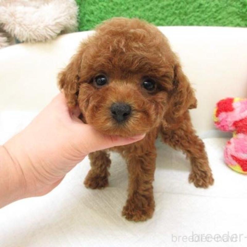 販売中の大阪府のトイプードル-447934