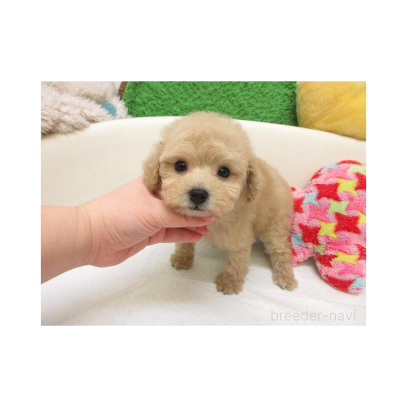 販売中の大阪府のトイプードル-447935の2枚目