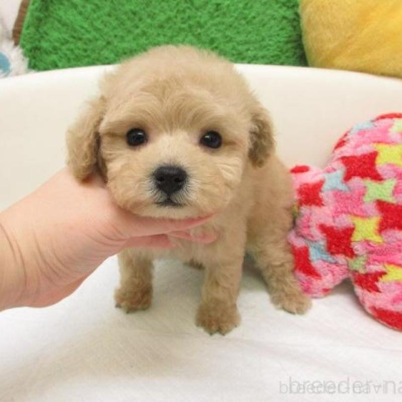 販売中の大阪府のトイプードル-447935の1枚目