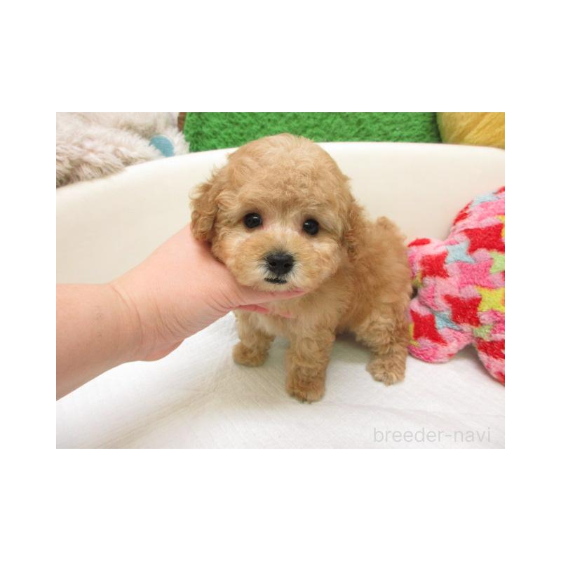 販売中の大阪府のトイプードル-447936の2枚目