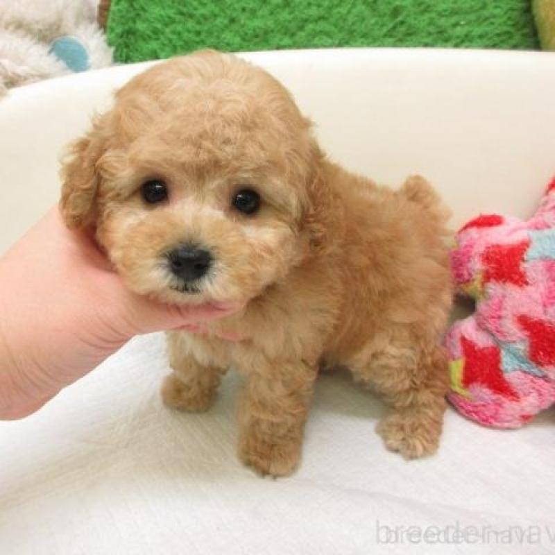 販売中の大阪府のトイプードル-447936