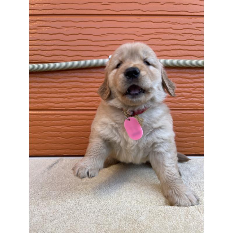 販売中の茨城県のゴールデンレトリーバー-447937の9枚目