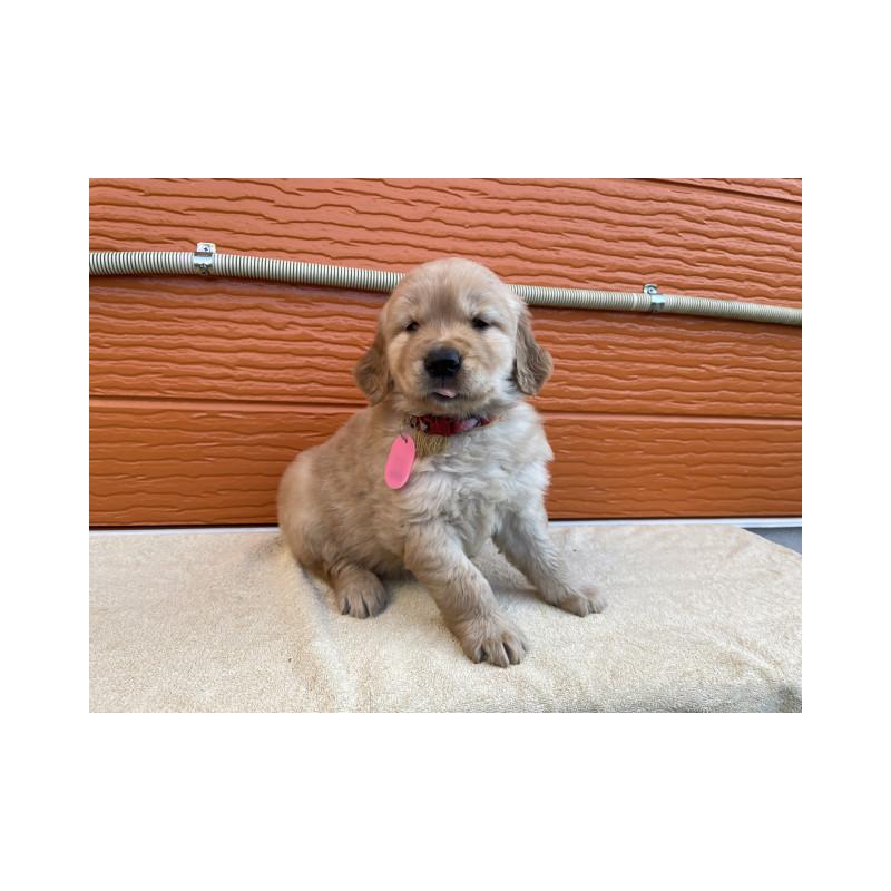 販売中の茨城県のゴールデンレトリーバー-447937の10枚目