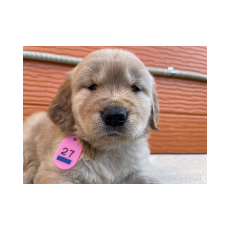 販売中の茨城県のゴールデンレトリーバー-447937の8枚目