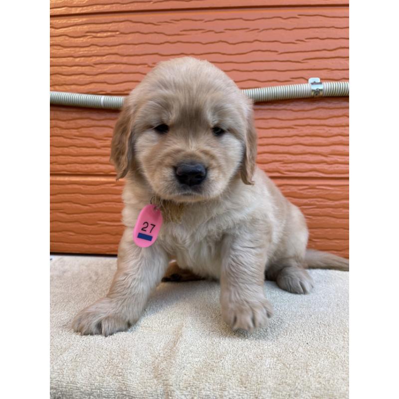 販売中の茨城県のゴールデンレトリーバー-447937の7枚目