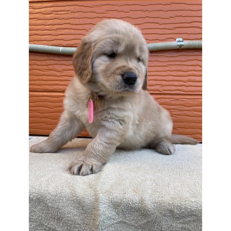 販売中の茨城県のゴールデンレトリーバー-447937の6枚目