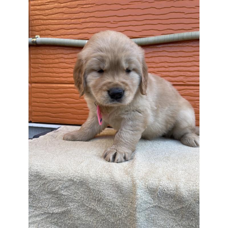 販売中の茨城県のゴールデンレトリーバー-447937の5枚目