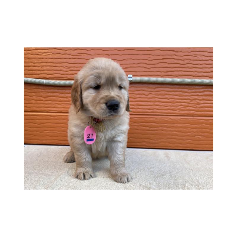 販売中の茨城県のゴールデンレトリーバー-447937の2枚目