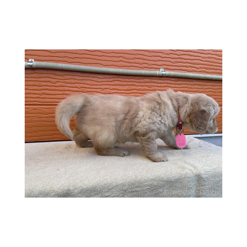 販売中の茨城県のゴールデンレトリーバー-447937の3枚目