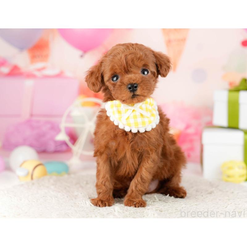 販売中の千葉県のティーカッププードル-448405の9枚目