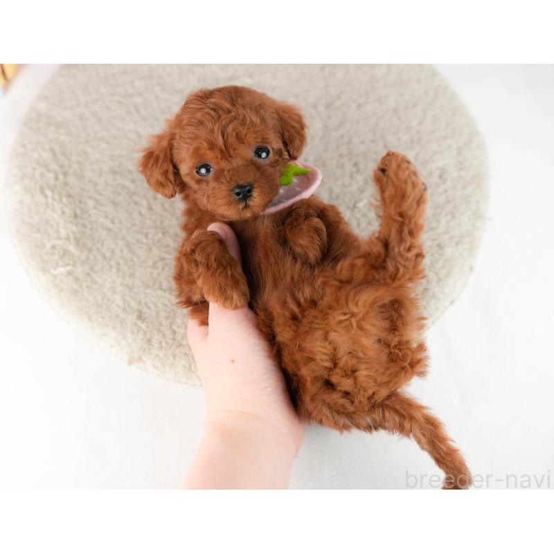 販売中の千葉県のティーカッププードル-448405の8枚目