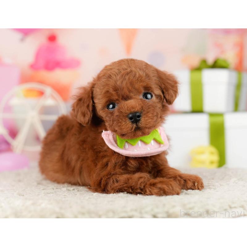 販売中の千葉県のティーカッププードル-448405の7枚目