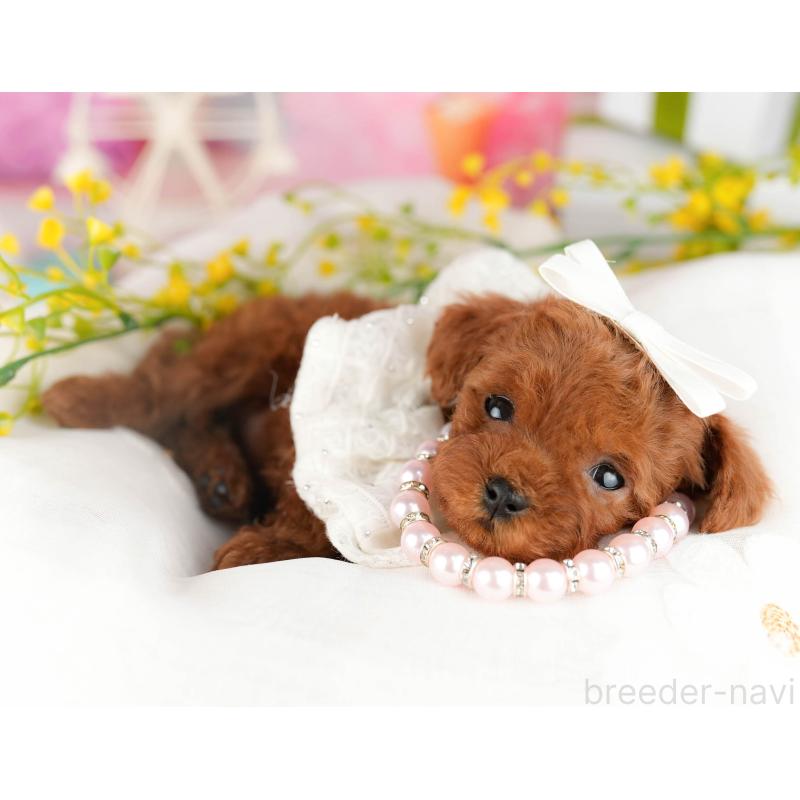 販売中の千葉県のティーカッププードル-448405の4枚目