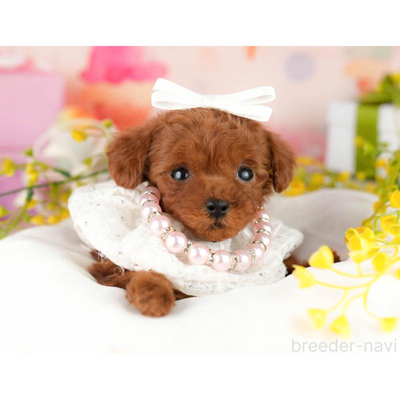 販売中の千葉県のティーカッププードル-448405の3枚目