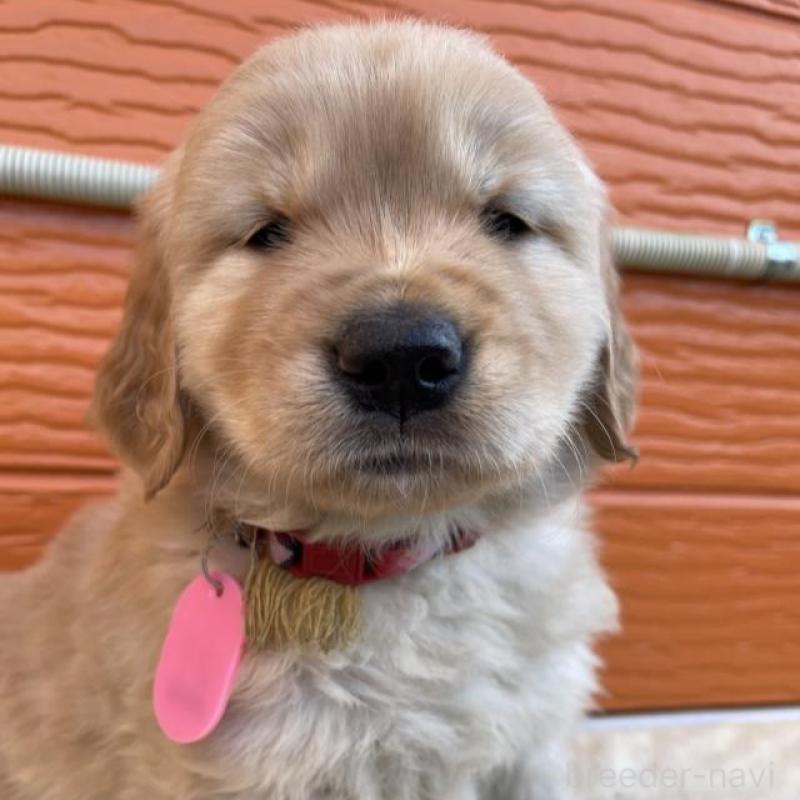 販売中の茨城県のゴールデンレトリーバー-447937の1枚目