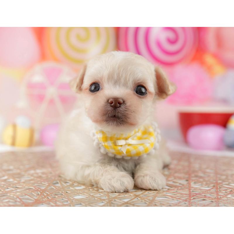 販売中の千葉県のミックス犬-448560