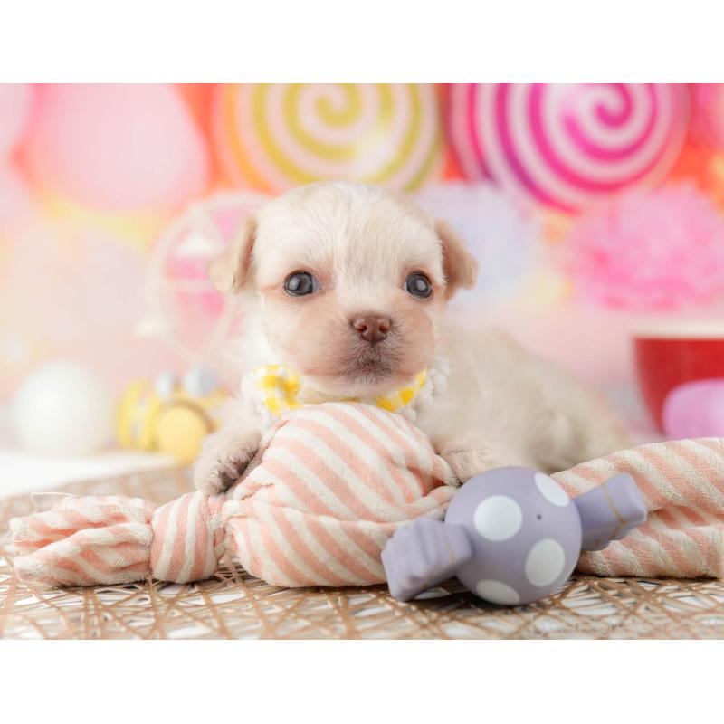 販売中の千葉県のミックス犬-448560の11枚目