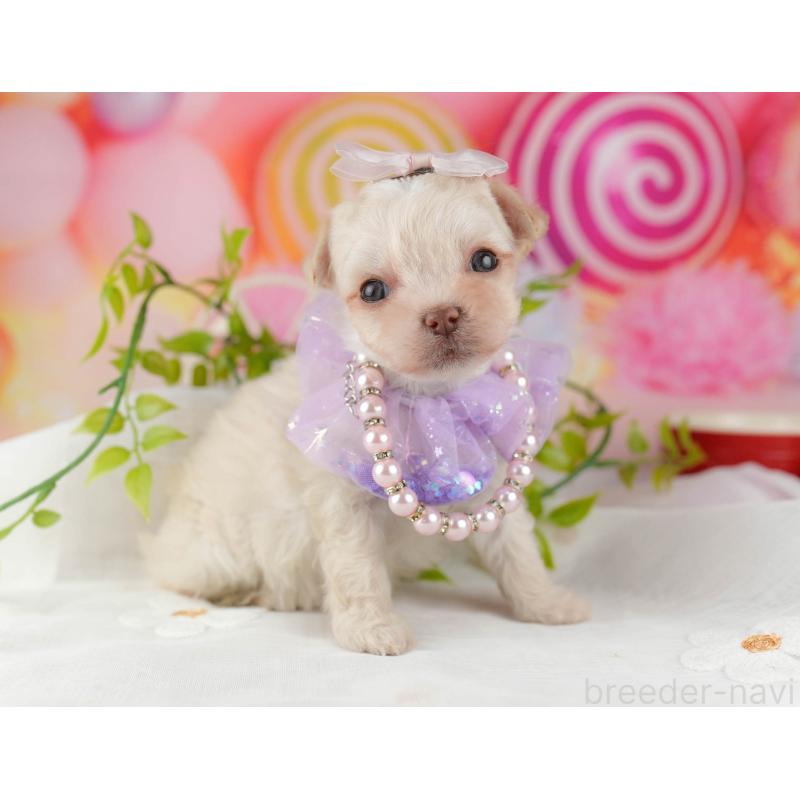 販売中の千葉県のミックス犬-448560の10枚目