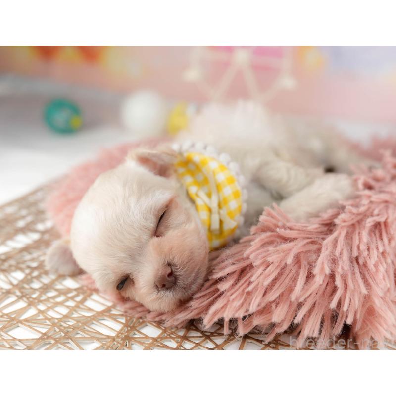 販売中の千葉県のミックス犬-448560の9枚目