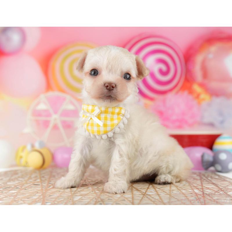 販売中の千葉県のミックス犬-448560の8枚目