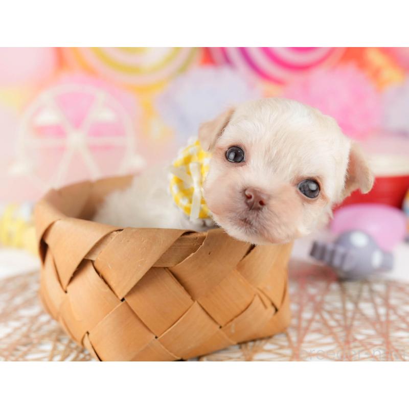 販売中の千葉県のミックス犬-448560の7枚目