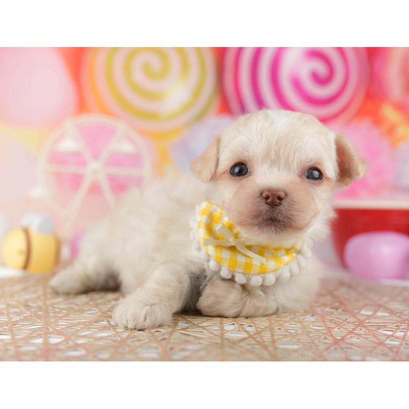 販売中の千葉県のミックス犬-448560の6枚目