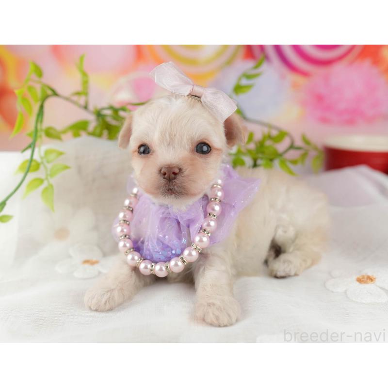 販売中の千葉県のミックス犬-448560の5枚目