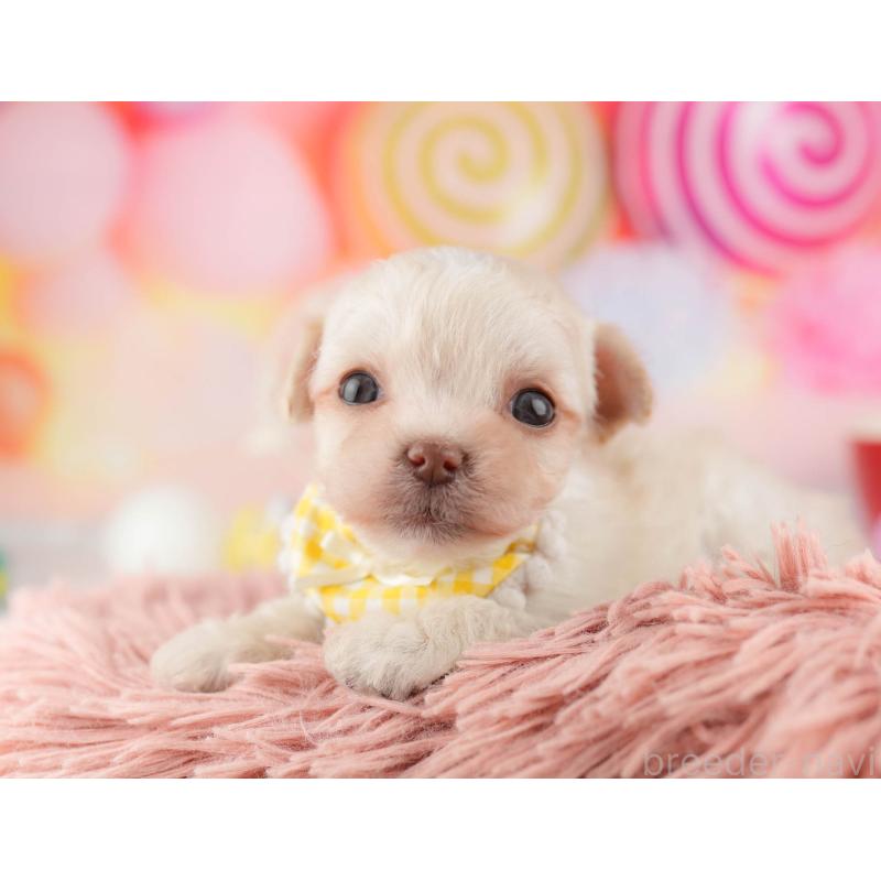 販売中の千葉県のミックス犬-448560の4枚目