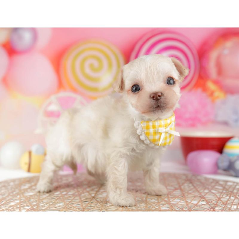 販売中の千葉県のミックス犬-448560の3枚目