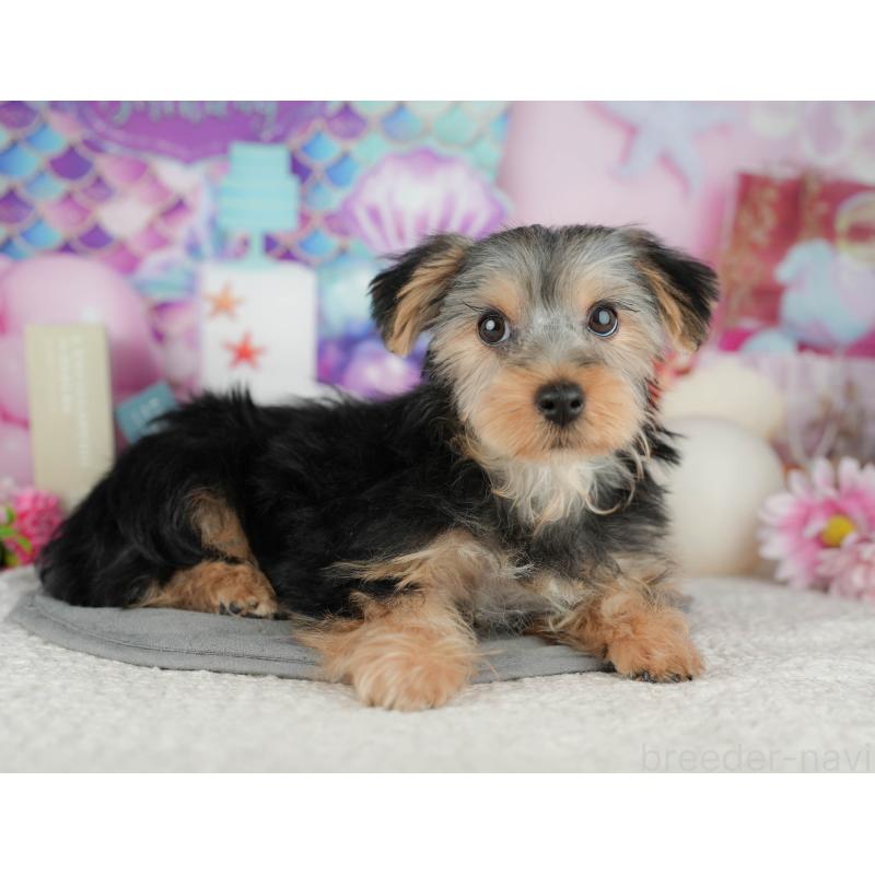 販売中の埼玉県のヨークシャーテリア-448194の10枚目