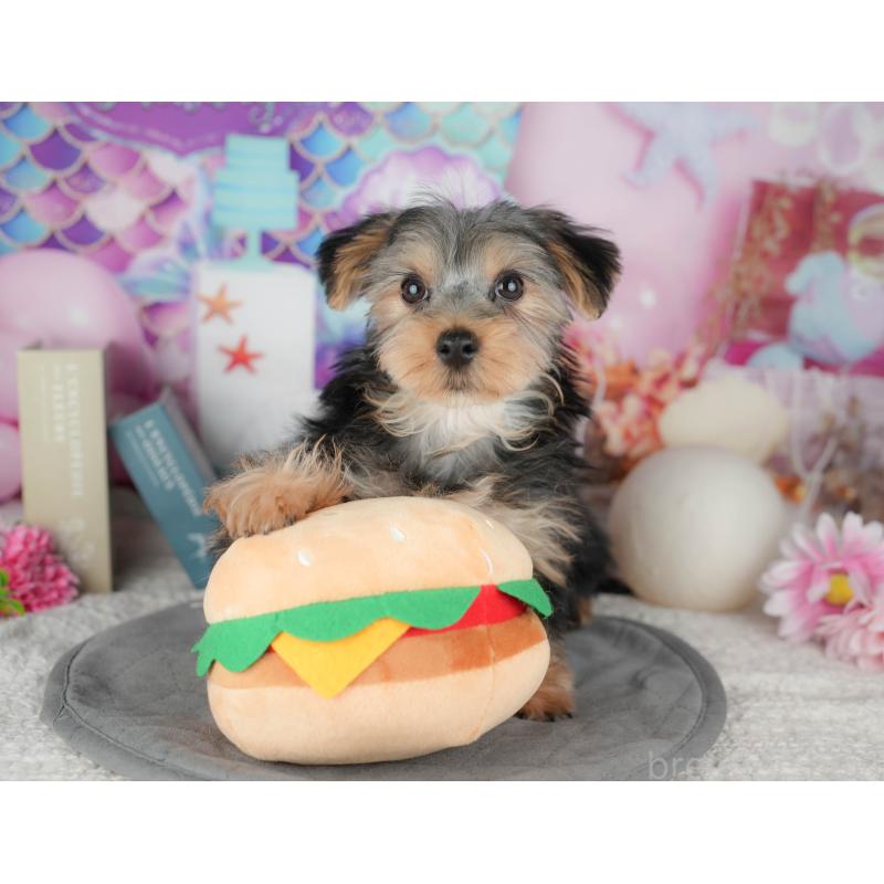 販売中の埼玉県のヨークシャーテリア-448194の9枚目