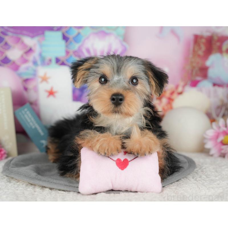 販売中の埼玉県のヨークシャーテリア-448194の8枚目