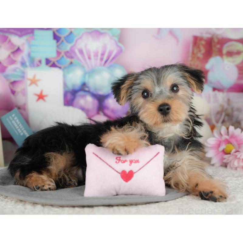 販売中の埼玉県のヨークシャーテリア-448194の7枚目