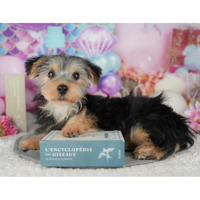 販売中の埼玉県のヨークシャーテリア-448194の6枚目