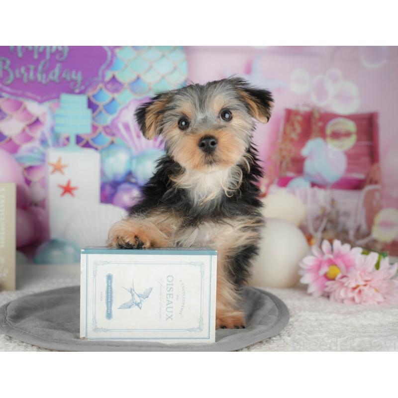 販売中の埼玉県のヨークシャーテリア-448194の5枚目